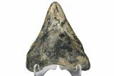 Juvenile Megalodon Tooth - South Carolina #172122-1